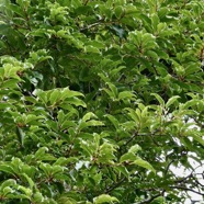 Syzygium borbonicum.bois de pomme blanc.myrtaceae.endémique Réunion. ??? (1).jpeg