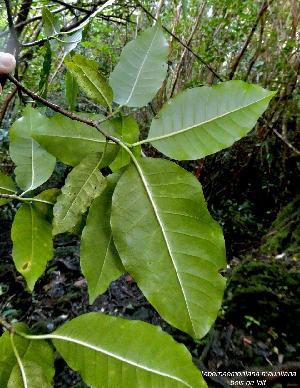 Tabernaemontana mauritiana Lam.bois de lait.( face inférieure des feuilles ) apocynaceae.endémique Réunion Maurice..jpeg