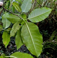 Tabernaemontana mauritiana Lam.bois de lait.( face inférieure des feuilles ) apocynaceae.endémique Réunion Maurice..jpeg