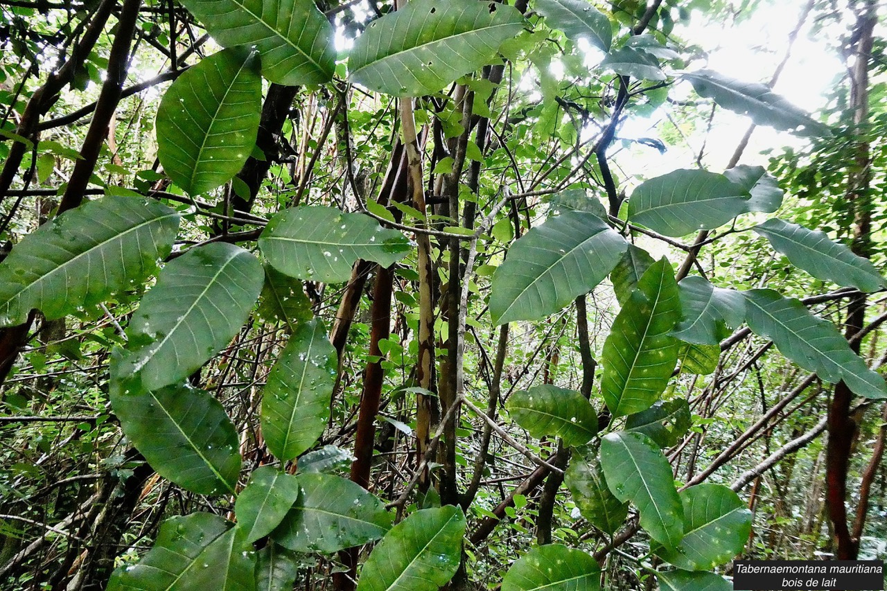 Tabernaemontana mauritiana Lam.bois de lait.apocynaceae.endémique Réunion Maurice..jpeg