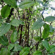 Tabernaemontana mauritiana Lam.bois de lait.apocynaceae.endémique Réunion Maurice..jpeg