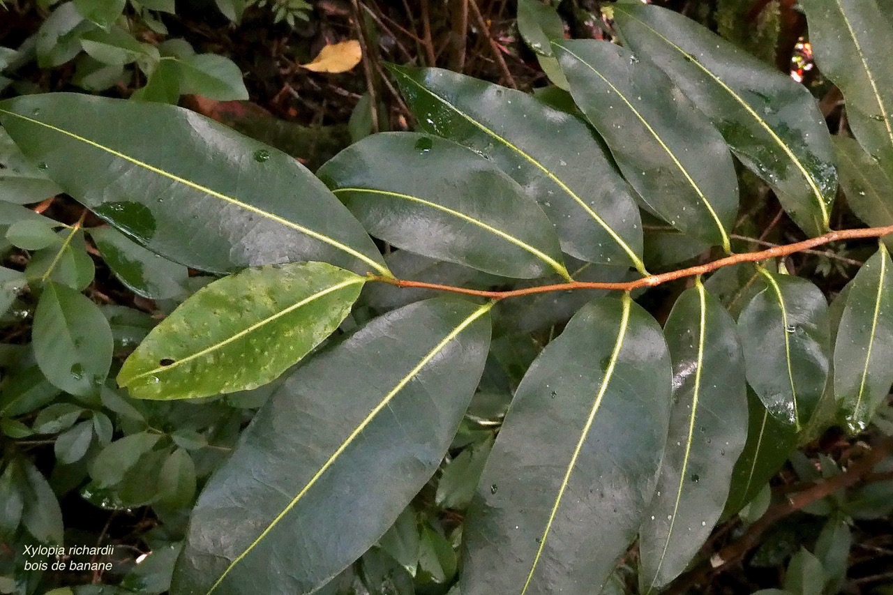 Xylopia richardii Boivin ex Baill.bois de banane.annonaceae.endémique Réunion Maurice. (1).jpeg