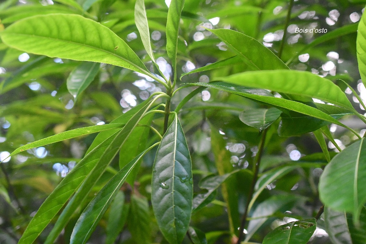 Antirhea borbonica Bois d'osto Rubiaceae Indigène La Réunion 2521.jpeg