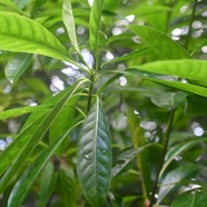 Antirhea borbonica Bois d'osto Rubiaceae Indigène La Réunion 2521.jpeg