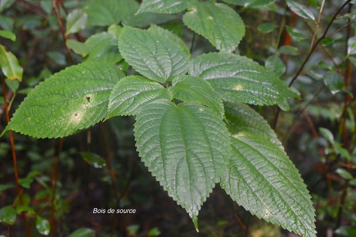 Boehmeria macrophylla Bois de source  Urticaceae Cryptogène 2503.jpeg