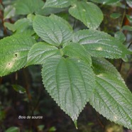 Boehmeria macrophylla Bois de source  Urticaceae Cryptogène 2503.jpeg