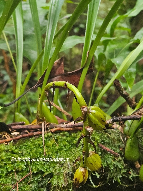 Bulbophyllum variegatum Orchidaceae Indigène La Réunion 08.jpeg