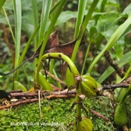 Bulbophyllum variegatum Orchidaceae Indigène La Réunion 08.jpeg