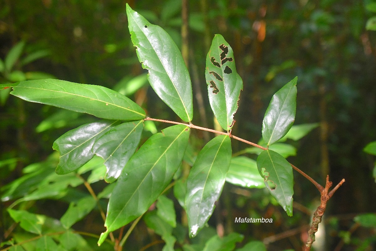 Cnestis glabra Mafatamboa Connaraceae Indigène La Réunion 2483.jpeg