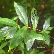 Cnestis glabra Mafatamboa Connaraceae Indigène La Réunion 2483.jpeg