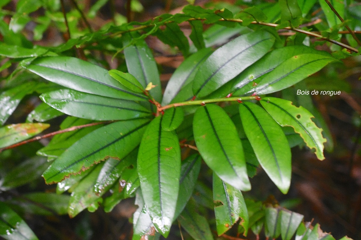 Erythroxylum laurifolium Bois de rongue Erythroxylaceae Endémique La Réunion, Maurice 2485.jpeg