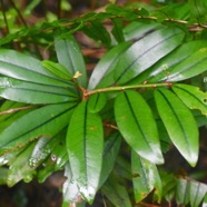 Erythroxylum laurifolium Bois de rongue Erythroxylaceae Endémique La Réunion, Maurice 2485.jpeg