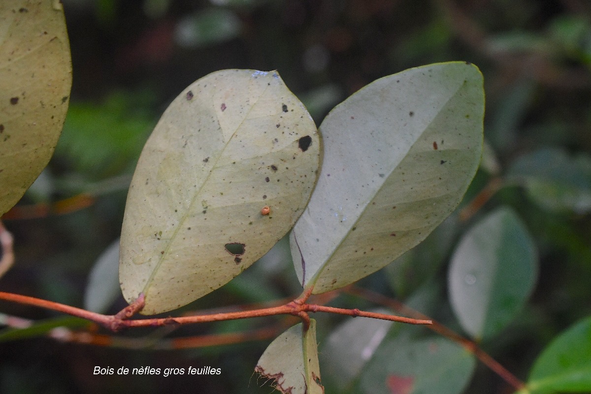 Eugenia bosseri Bois de nèfles gros feuilles Myrtaceae Endémique La Réunion  2487.jpeg