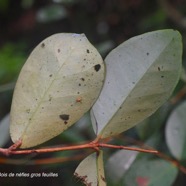 Eugenia bosseri Bois de nèfles gros feuilles Myrtaceae Endémique La Réunion  2487.jpeg