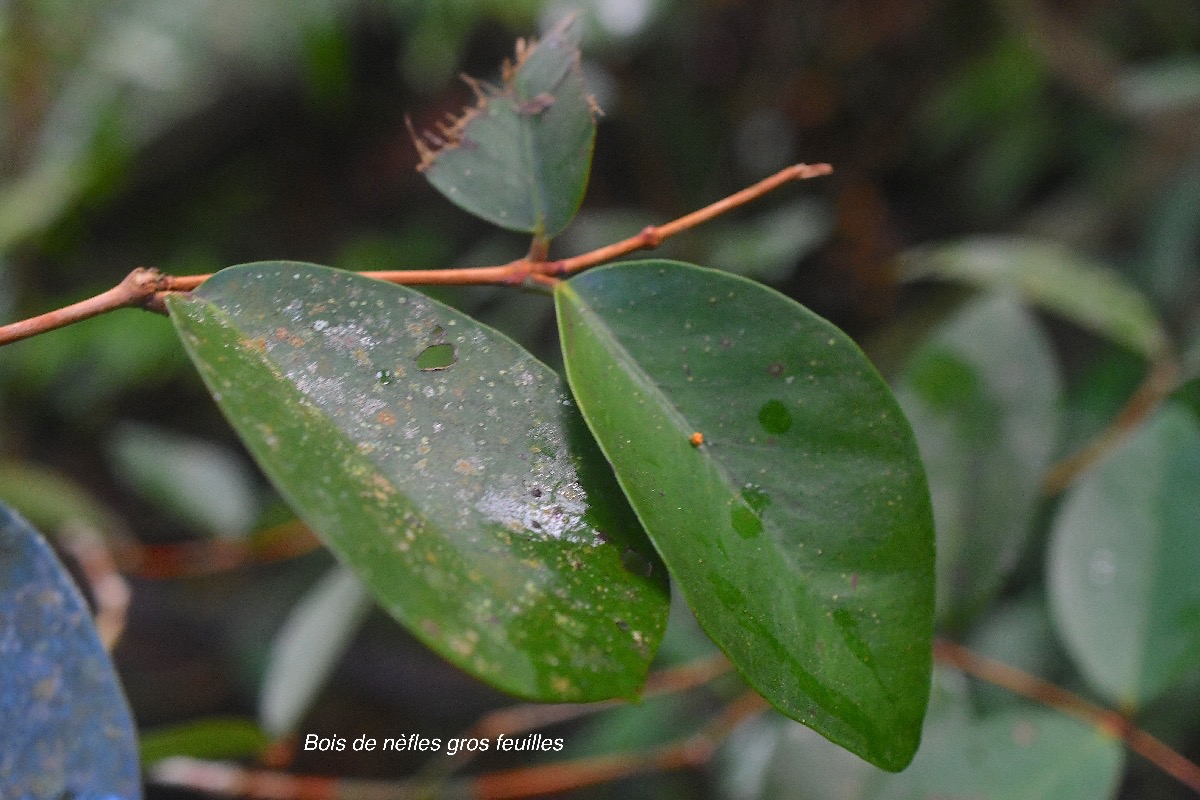 Eugenia bosseri Bois de nèfles gros feuilles Myrtaceae Endémique La Réunion 2489.jpeg