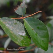 Eugenia bosseri Bois de nèfles gros feuilles Myrtaceae Endémique La Réunion 2489.jpeg