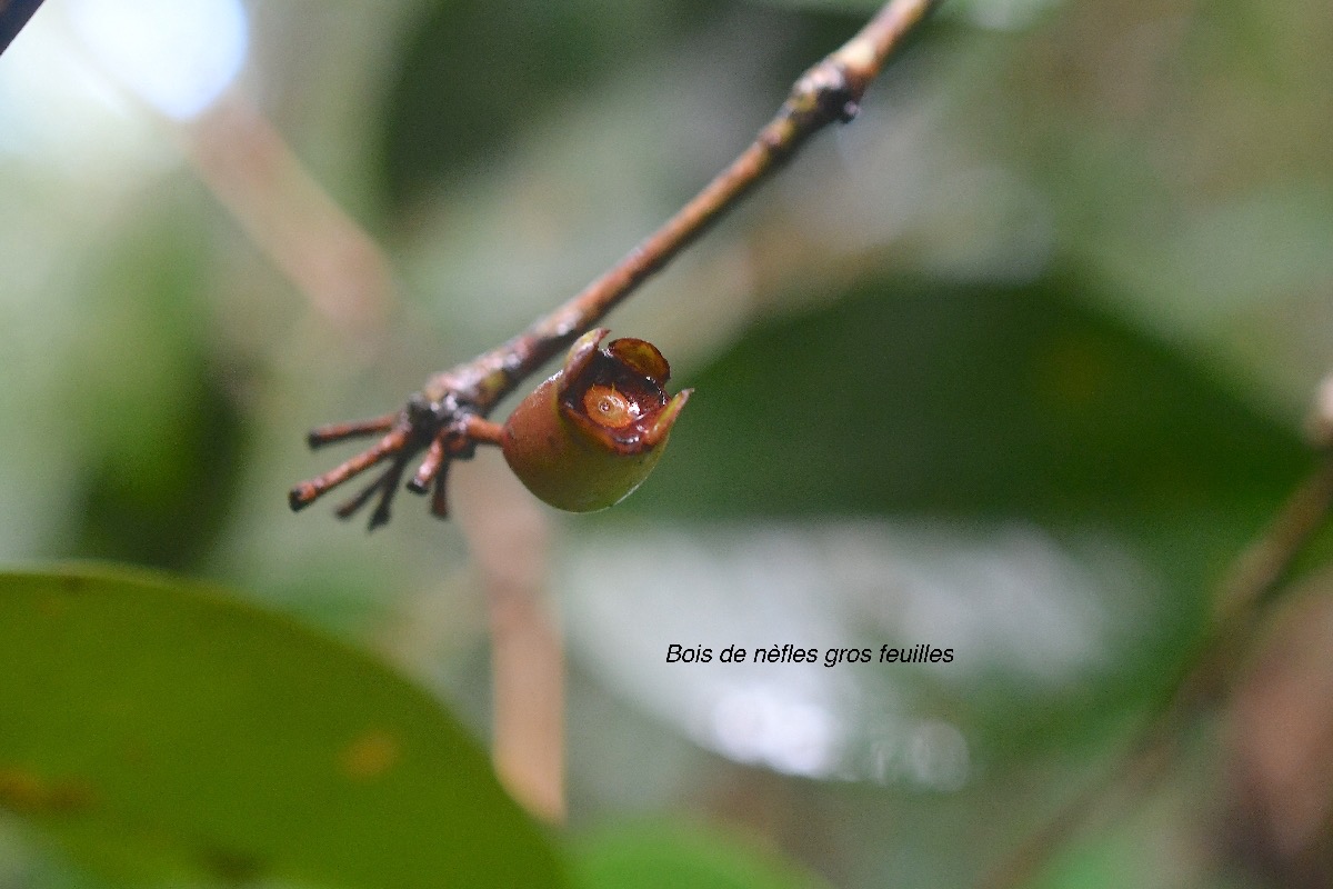 Eugenia bosseri Bois de nèfles gros feuilles Myrtaceae Endémique La Réunion 2494.jpeg