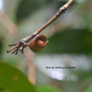 Eugenia bosseri Bois de nèfles gros feuilles Myrtaceae Endémique La Réunion 2494.jpeg