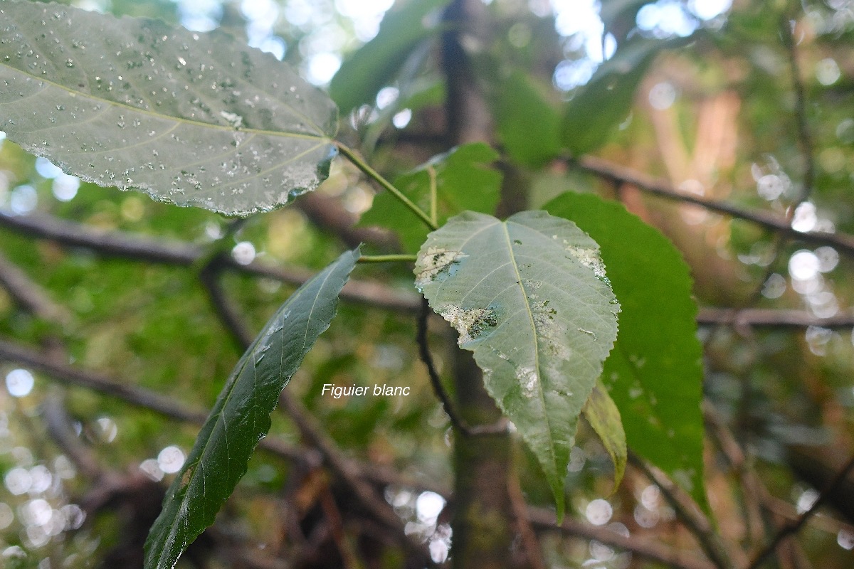 Ficus lateriflora Figuier blanc Moraceae Endémique La Réunion, Maurice 2480.jpeg