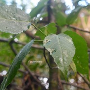 Ficus lateriflora Figuier blanc Moraceae Endémique La Réunion, Maurice 2480.jpeg