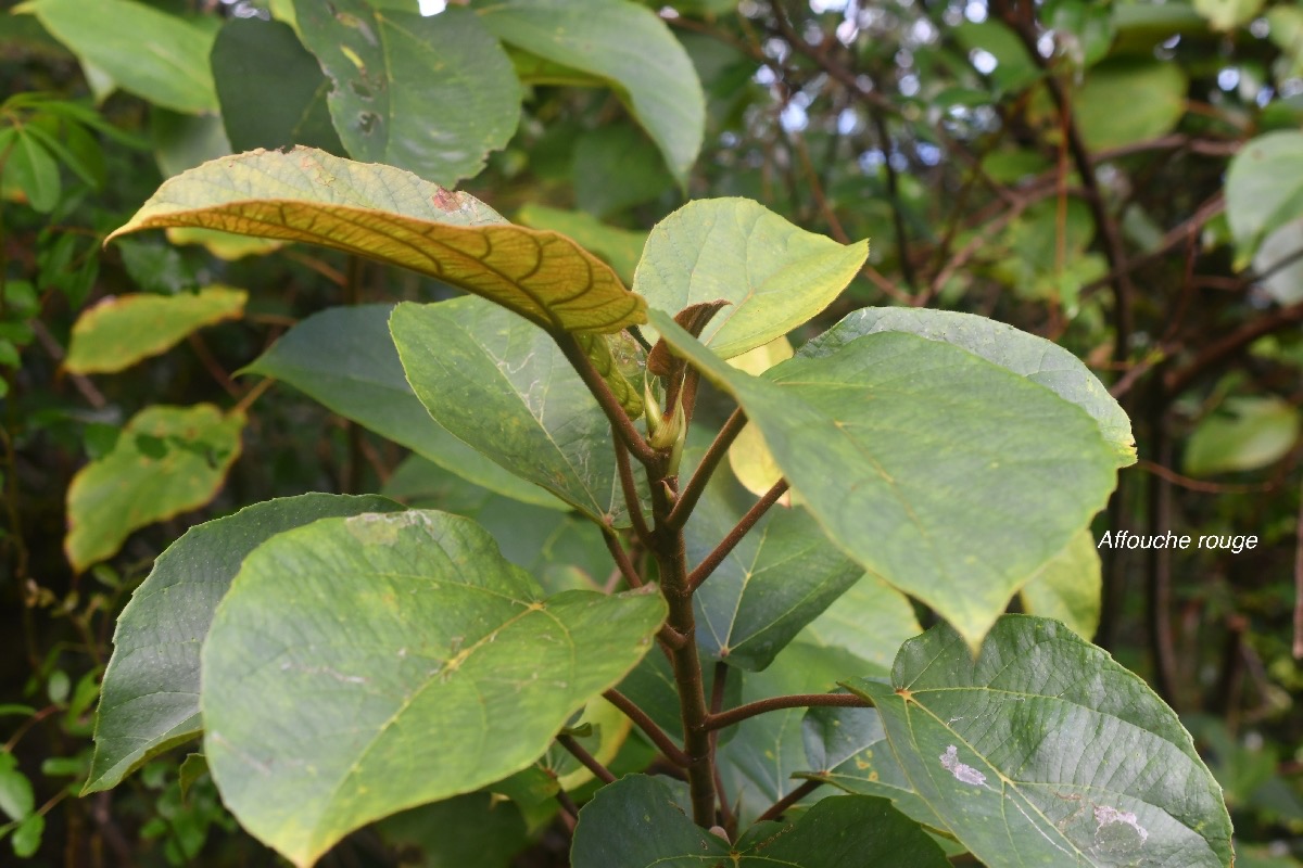 Ficus mauritiana Affouche rouge Moraceae Endémique La Réunion, Maurice 2550.jpeg