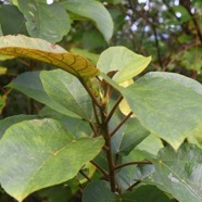 Ficus mauritiana Affouche rouge Moraceae Endémique La Réunion, Maurice 2550.jpeg