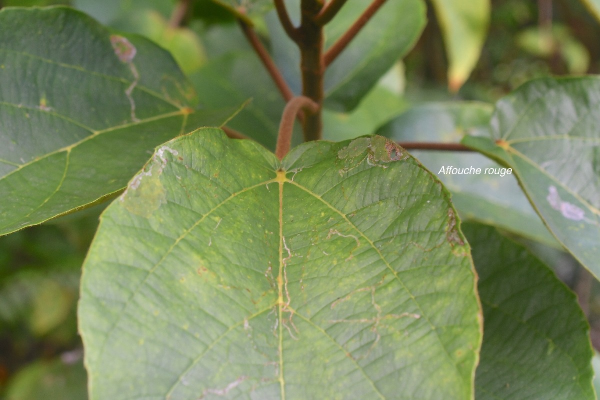 Ficus mauritiana Affouche rouge Moraceae Endémique La Réunion, Maurice 2552.jpeg