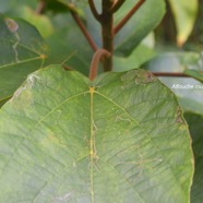 Ficus mauritiana Affouche rouge Moraceae Endémique La Réunion, Maurice 2552.jpeg