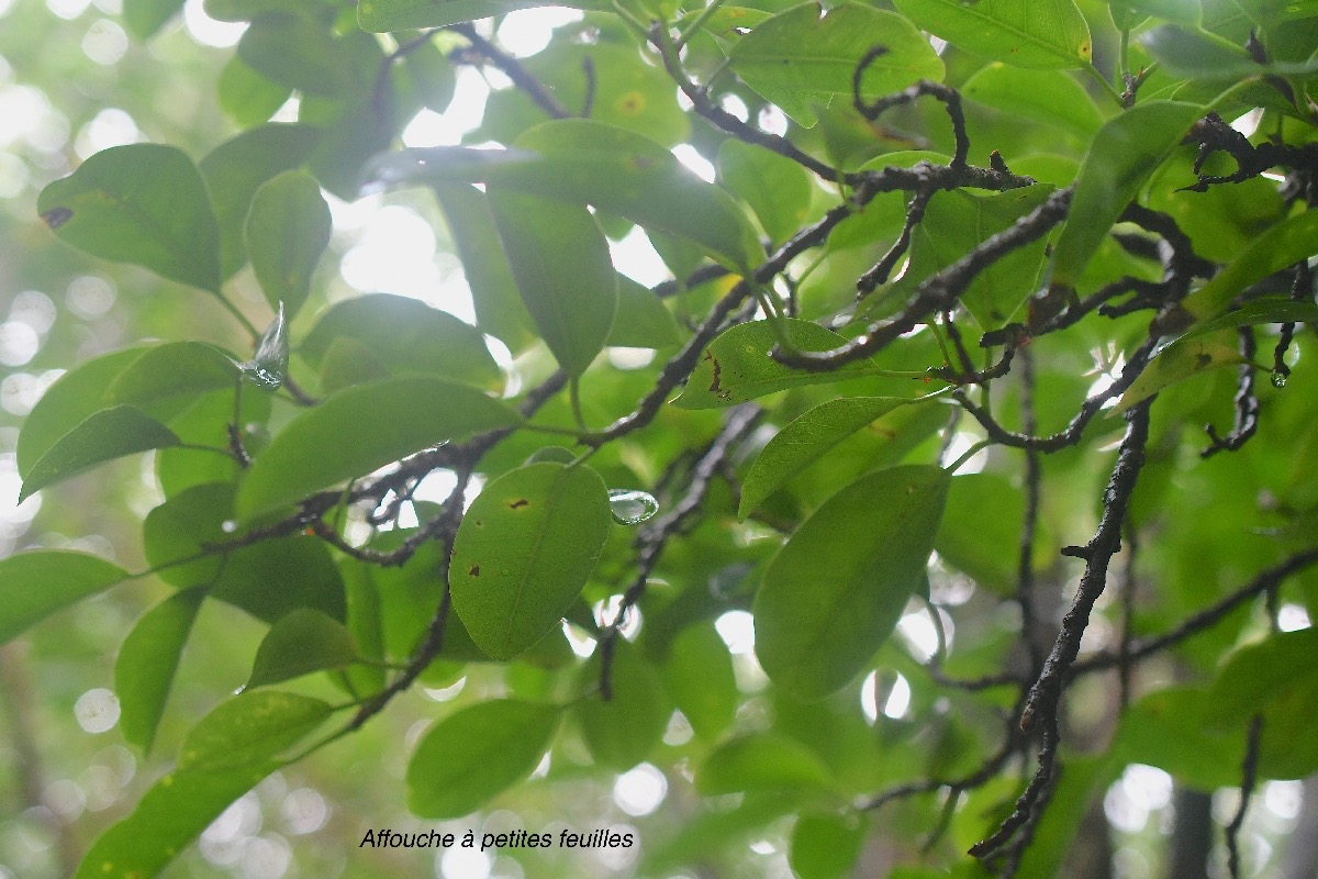 Ficus reflexa Affouche à petites feuilles Moraceae Indigène La Réunion 2491.jpeg