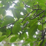 Ficus reflexa Affouche à petites feuilles Moraceae Indigène La Réunion 2491.jpeg