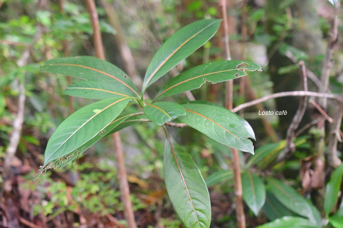 Gaertnera vaginata Losto café Rubiaceae Endémique La Réunion 2538.jpeg