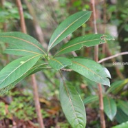 Gaertnera vaginata Losto café Rubiaceae Endémique La Réunion 2538.jpeg