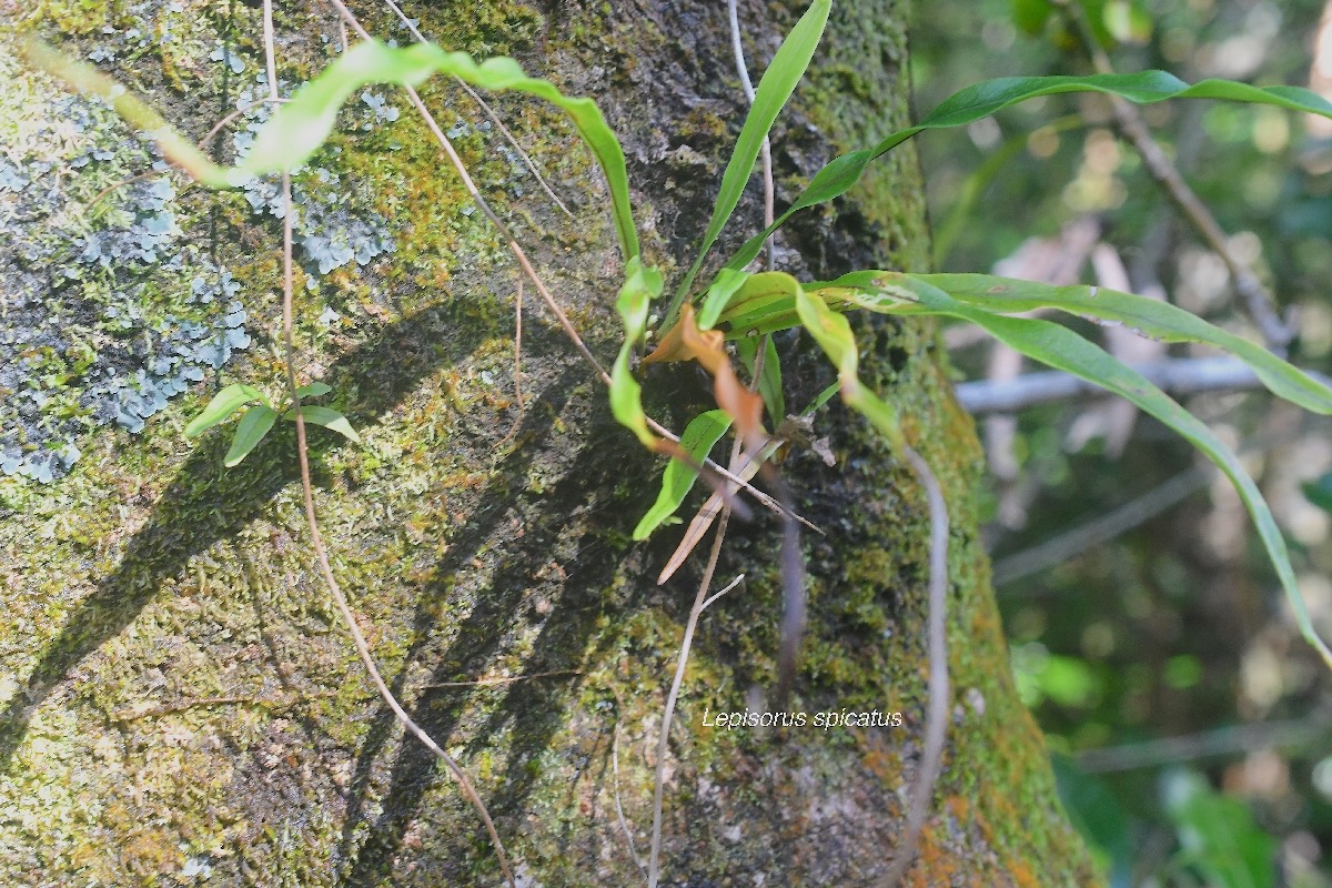 Lepisorus spicatus Polypodiaceae Indigène La Réunion 2563.jpeg