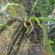 Lepisorus spicatus Polypodiaceae Indigène La Réunion 2563.jpeg