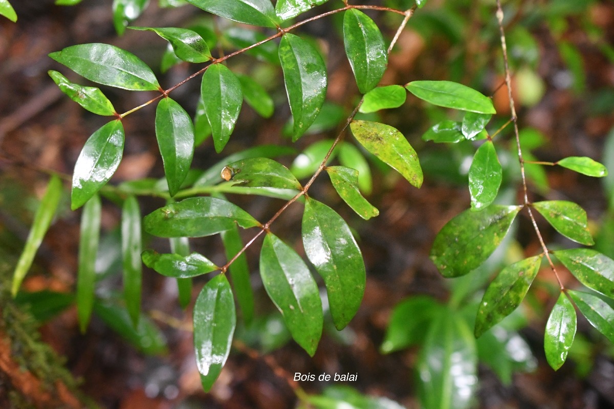 Memecylon confusum Bois de balai Melastomataceae Endémique La Réunion 2495.jpeg