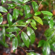 Memecylon confusum Bois de balai Melastomataceae Endémique La Réunion 2495.jpeg