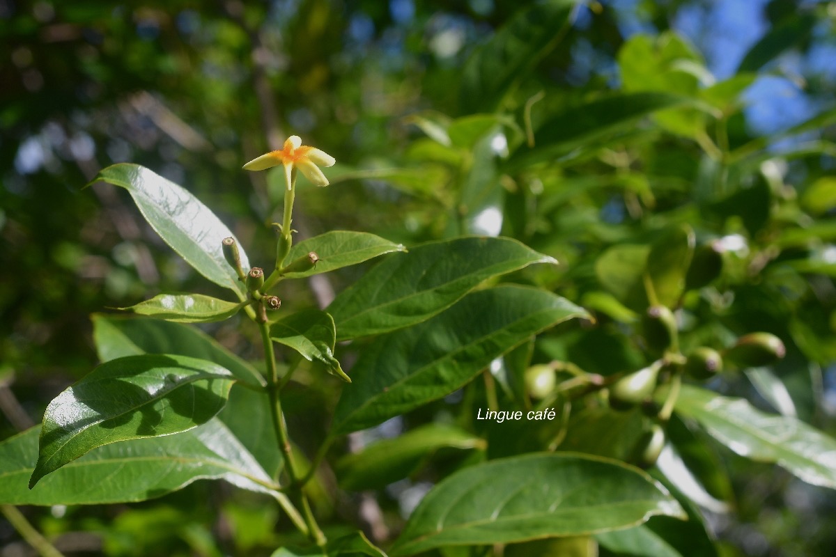 Mussaenda arcuata Lingue café Rubiaceae Indigène La Réunion 2559.jpeg