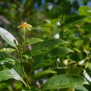 Mussaenda arcuata Lingue café Rubiaceae Indigène La Réunion 2559.jpeg