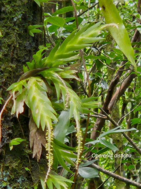 Oberonia disticha Orchidaceae Indigène La Réunion 22.jpeg