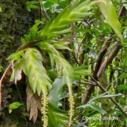 Oberonia disticha Orchidaceae Indigène La Réunion 22.jpeg