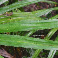 Pandanus purpurascens Vacoa des hauts Pandanaceae Endémique La Réunion 2497.jpeg