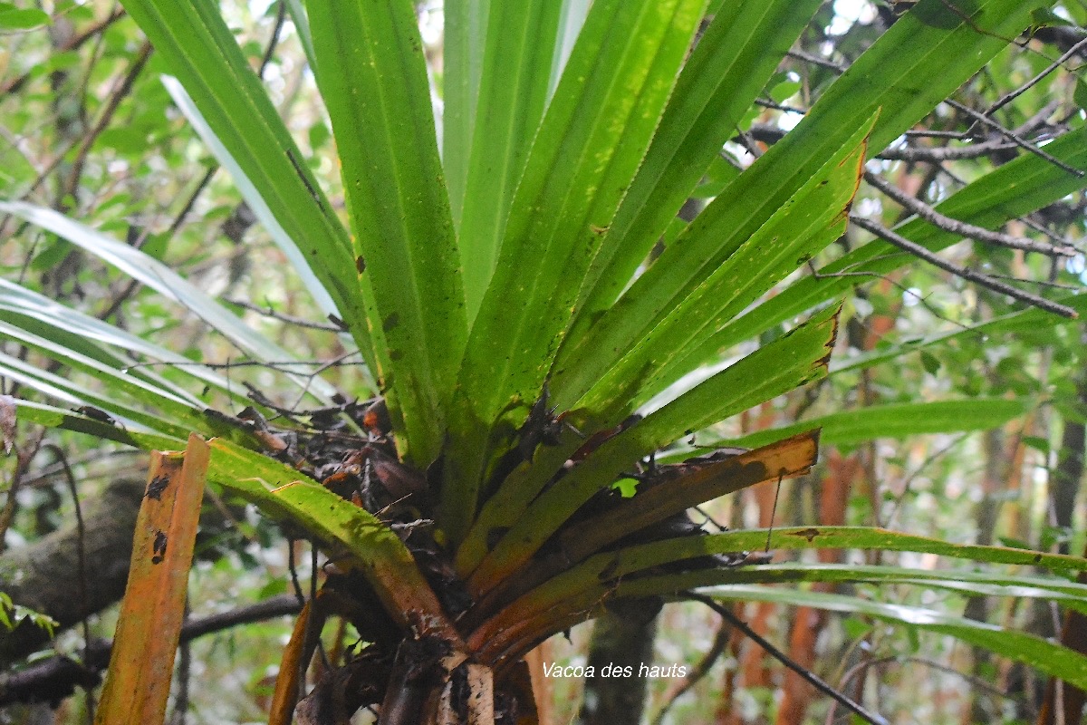 Pandanus purpurascens Vacoa des hauts Pandanaceae Endémique La Réunion 2504.jpeg