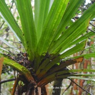 Pandanus purpurascens Vacoa des hauts Pandanaceae Endémique La Réunion 2504.jpeg