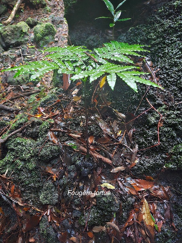 Ptisana fraxinea Fougère tortue Marattiaceae Indigène La Réunion 28.jpeg