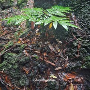 Ptisana fraxinea Fougère tortue Marattiaceae Indigène La Réunion 28.jpeg