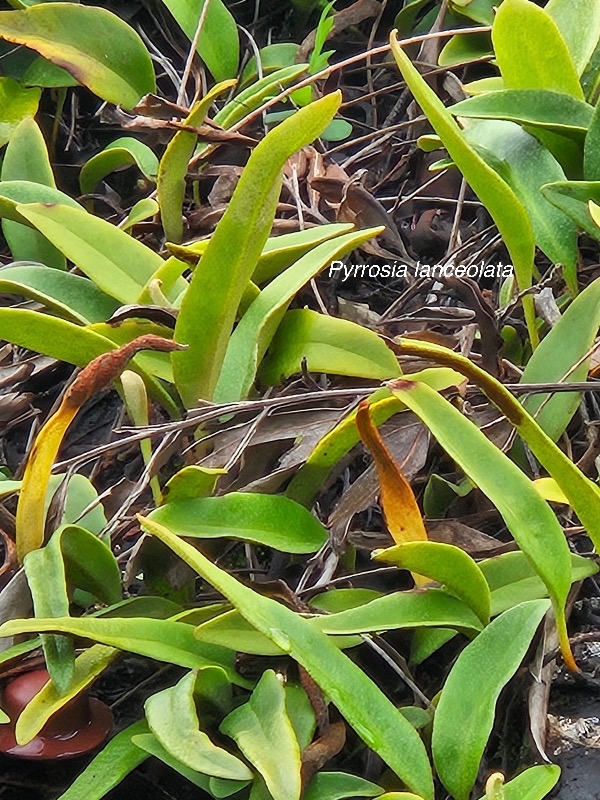 Pyrrosia lanceolata Polypodiaceae Indigène La Réunion 31.jpeg