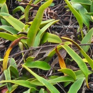 Pyrrosia lanceolata Polypodiaceae Indigène La Réunion 31.jpeg