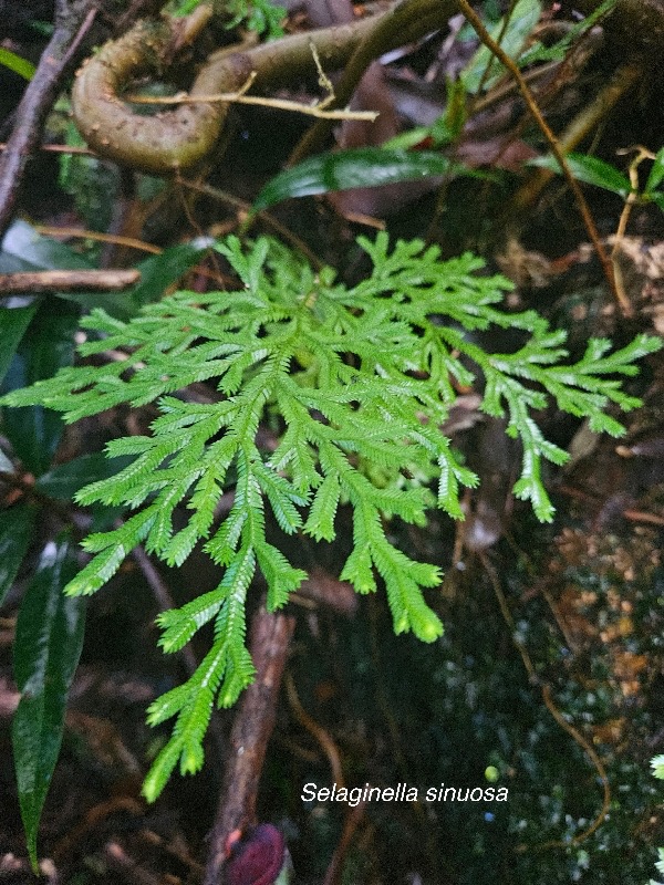 Selaginella sinuosa Selaginellaceae Endémique La Réunion, Maurice 715.jpeg