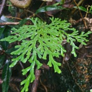 Selaginella sinuosa Selaginellaceae Endémique La Réunion, Maurice 715.jpeg