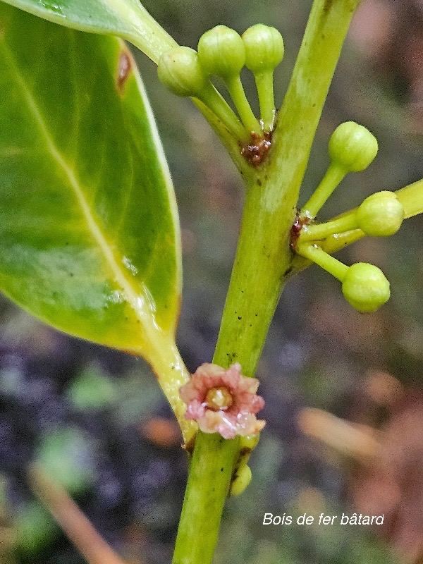 Sideroxylon borbonicum Bois de fer bâtard  Sapotaceae Endémique La Réunion 15.jpeg